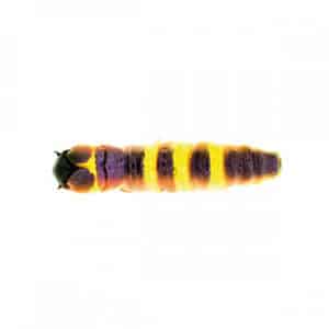 MOLIX CAIMANO WORM-0