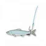 Anelli Elastici Per Esche Grandi Stonfo