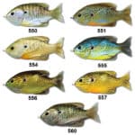 LIVETARGET SUNFISH 90-11654