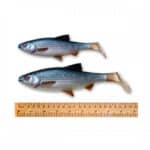 SAVAGE GEAR 4D RIVER ROACH BULK-17987