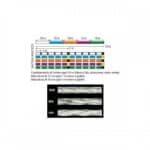 DAIWA SALTIGA 12BRAID 300M-18544