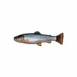SAVAGE GEAR 3D CRAFT TROUT PULSETAIL 16CM-0