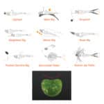 DUO REALIS V-TAIL SHAD 3"-19404