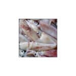 SPIKE CALAMARO XL SOTTO LIQUIDO-26889