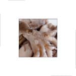 SPIKE MOSCARDINO SOTTO LIQUIDO-26870