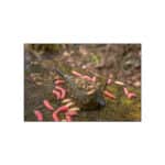 KORUM CAMO WINDOW FEEDERS-29152